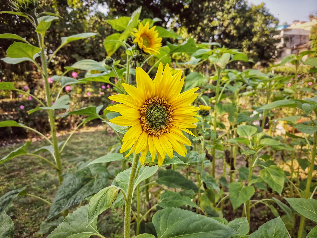向日葵已开（图ZMjg0NDk1MTY4） - 风光摄影 - 站酷设计师治愈的花园原创素材 - 站酷ZCOOL