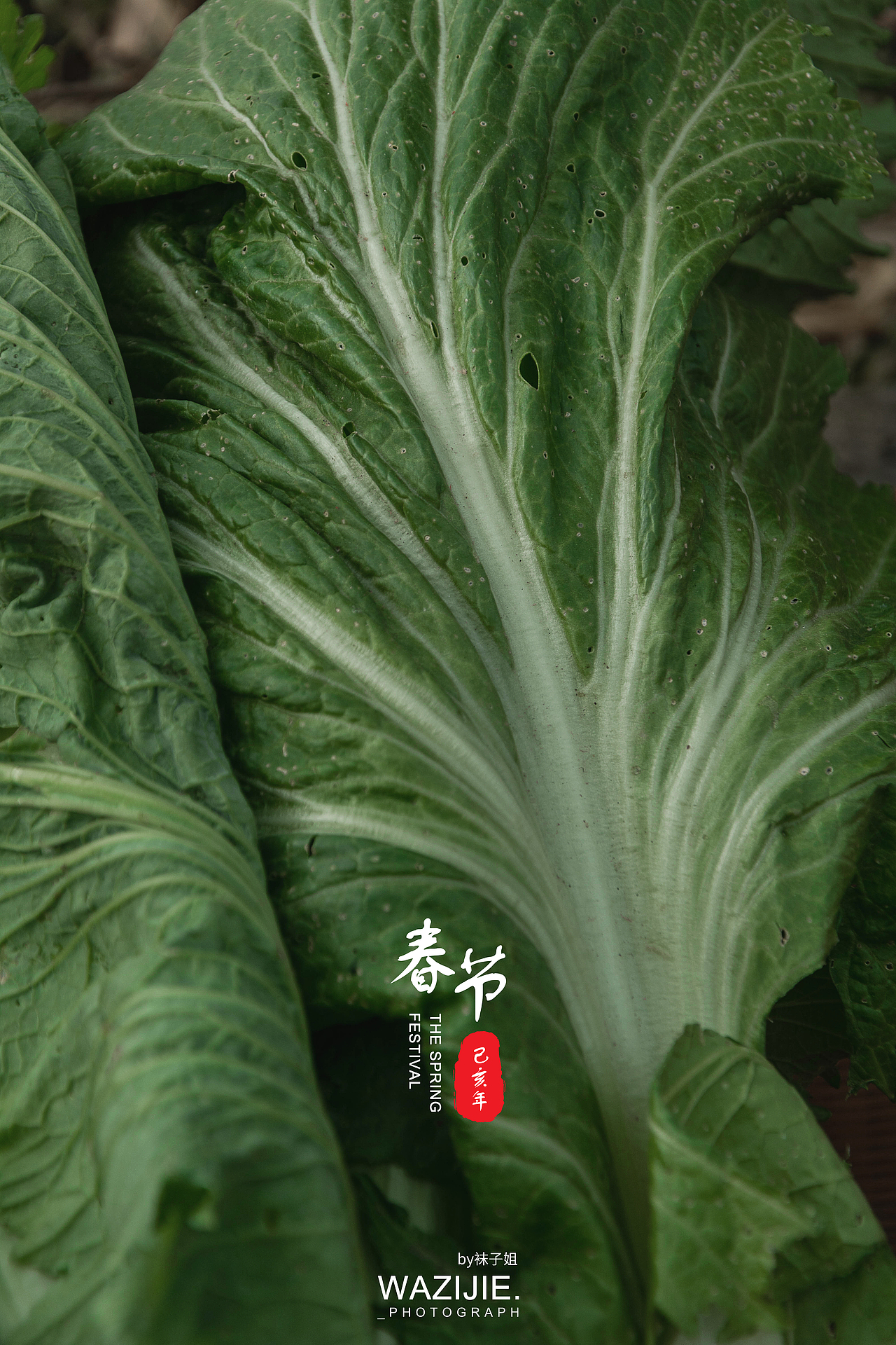 萝卜青菜 各有所爱