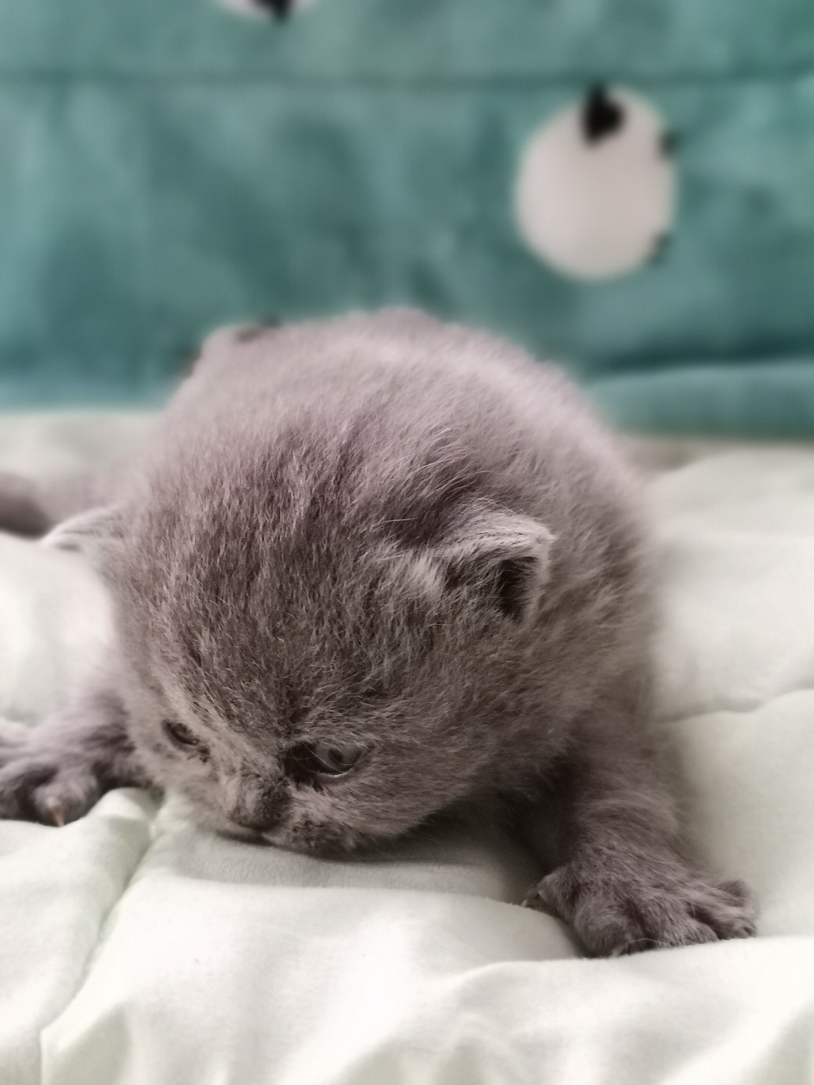 沐米猫舍 英短 编号111:英短纯蓝色 蓝猫