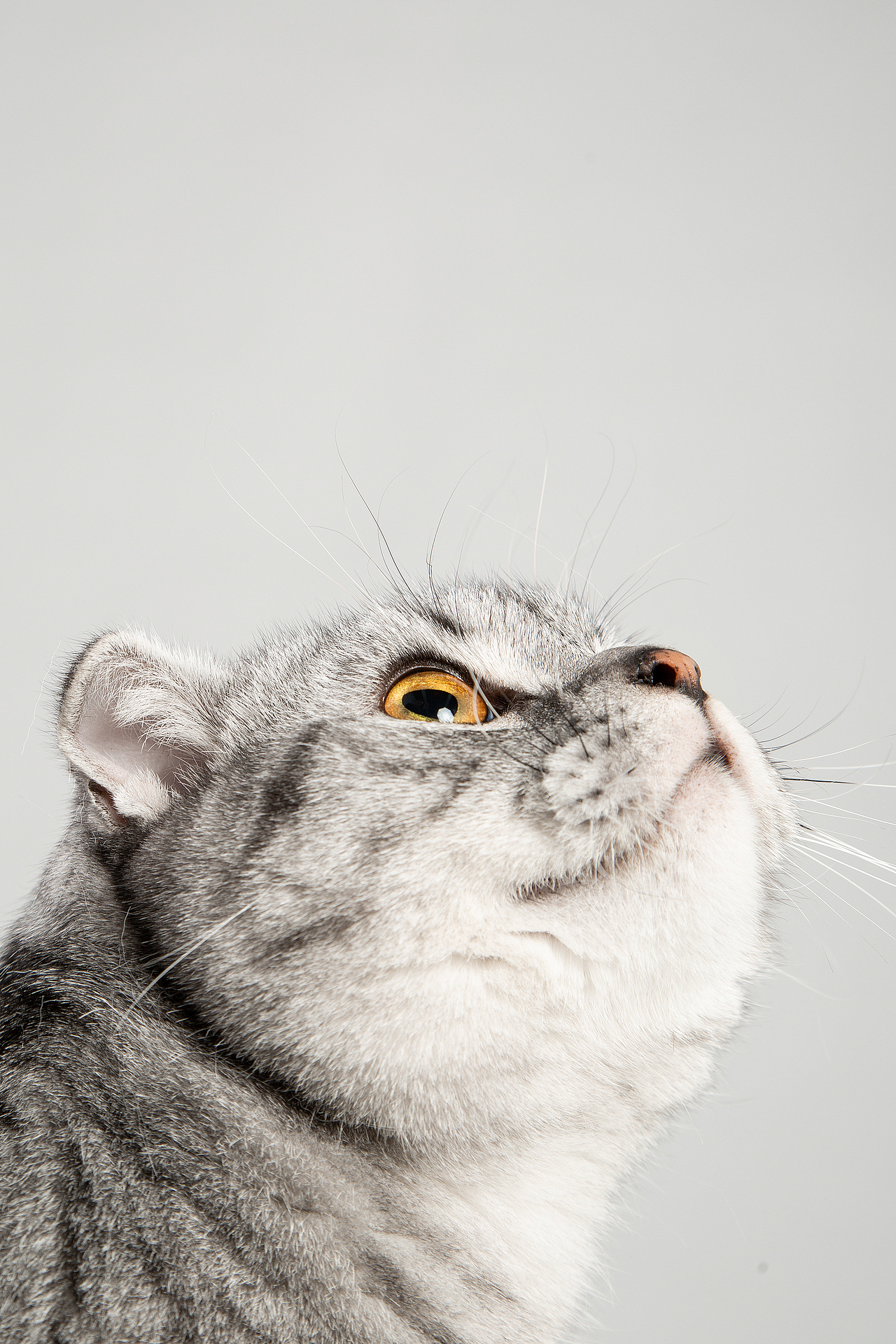 【動物照相館】美短