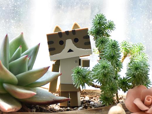 阿楞和多肉 纸箱人 盒子人 danbo