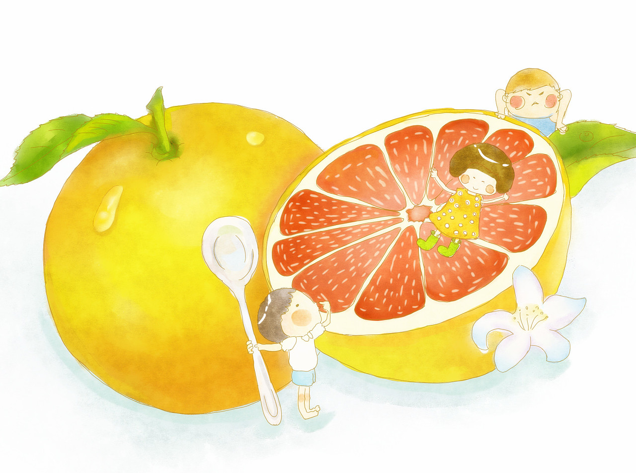 美国葡萄柚插画图片