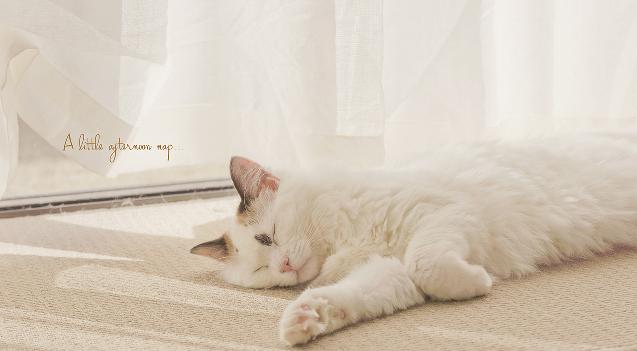 喵星人の日常 - Yuki