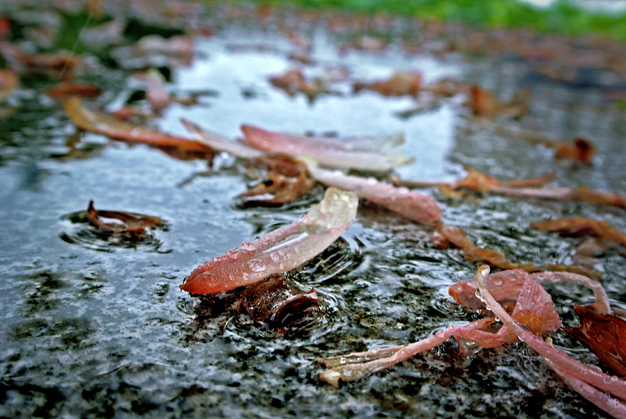 浅夏——偶阵雨（图ZOTczOTEzMg==） - 风光摄影 - 站酷设计师elinni原创素材 - 站酷ZCOOL