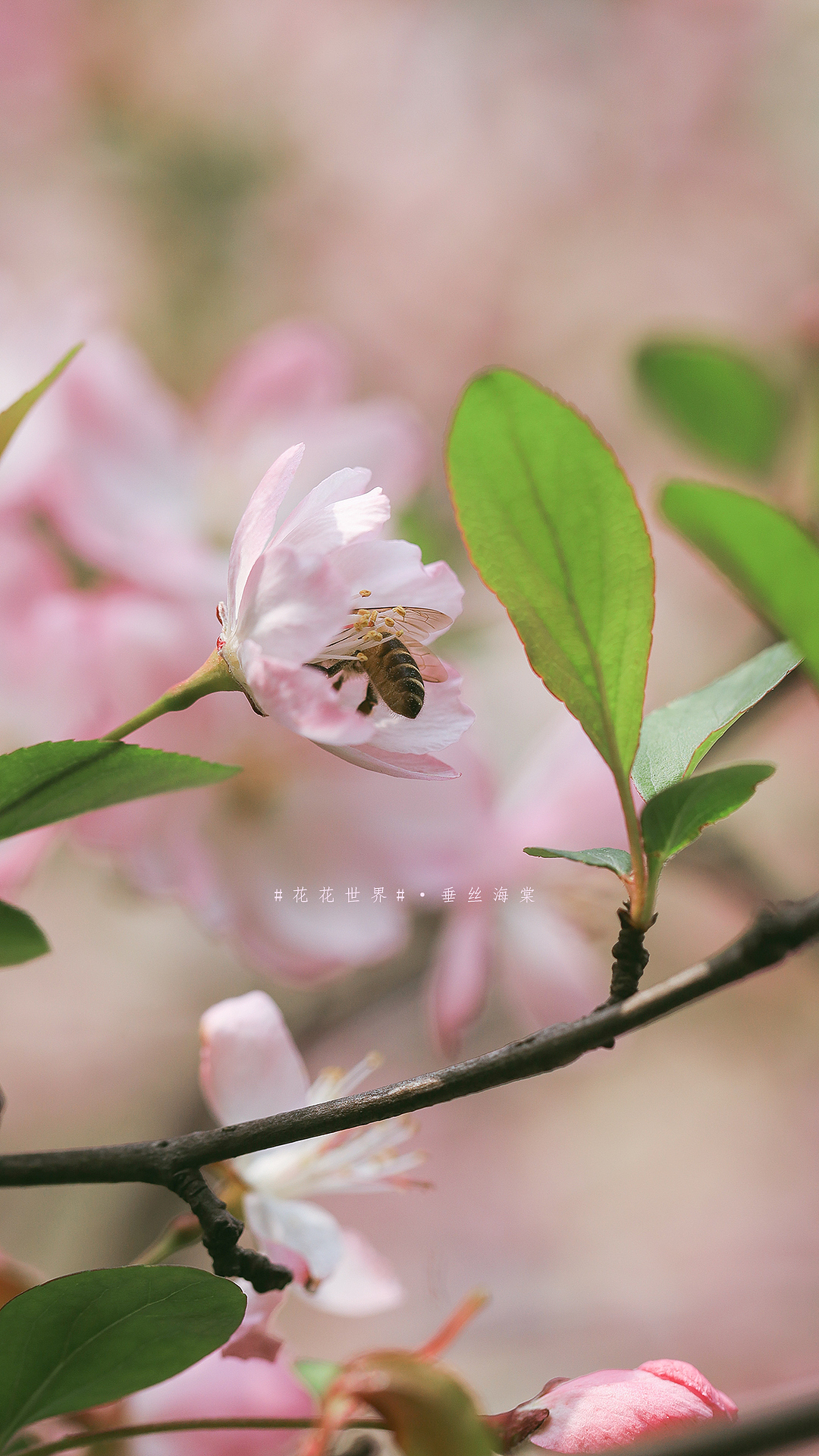 #花花世界#春日明媚海棠