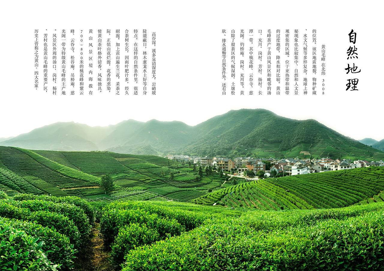 黄山毛峰画册