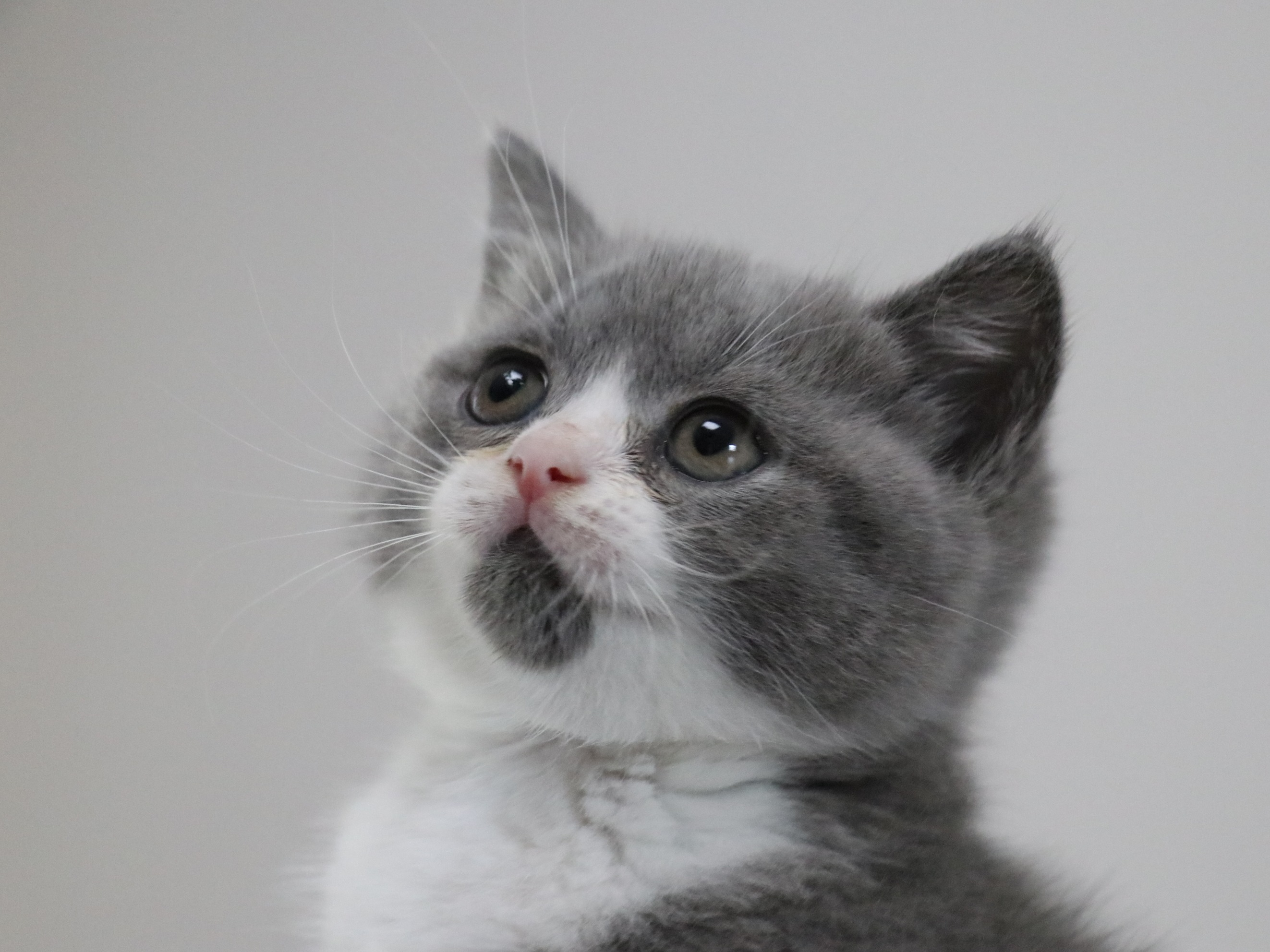 604英短-蓝白-母-下巴小胡子色款|沐米宠物 英短蓝白_沐米猫舍-站酷