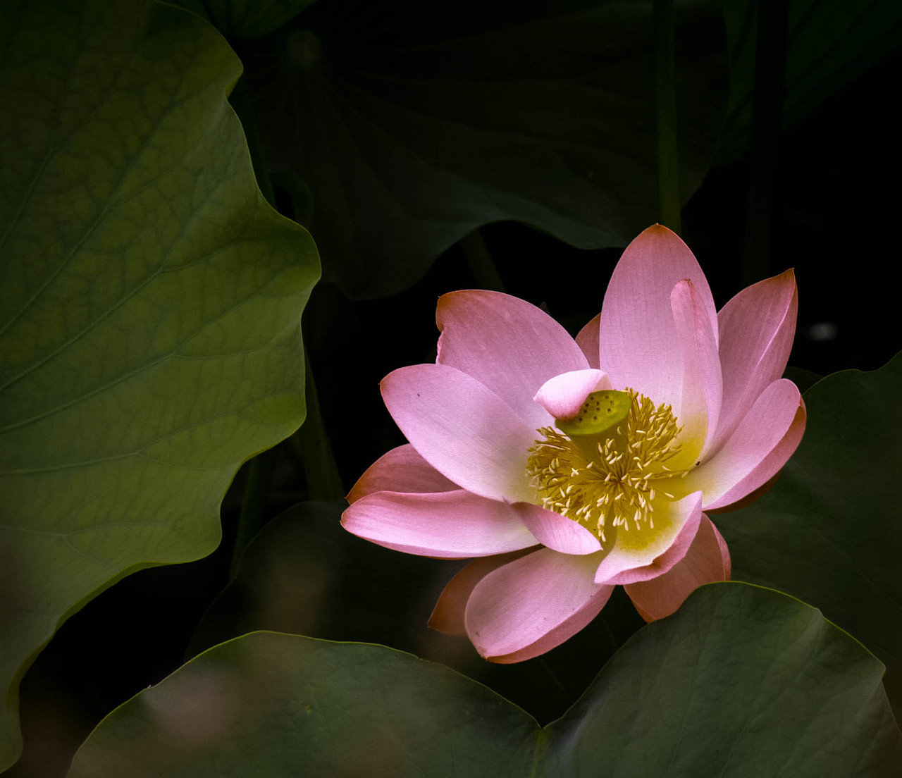 摄影（图ZOTc5MDM3NTI=） - 其他摄影 - 站酷设计师威舞长空原创素材 - 站酷ZCOOL