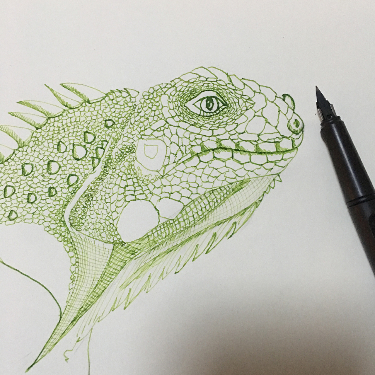钢笔手绘——绿鬣蜥|插画|艺术插画|斯诺设计_原创作品-站酷zcool