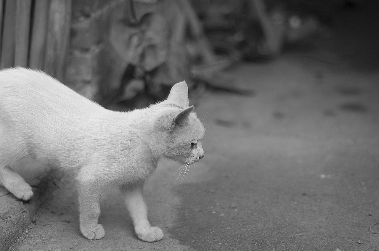 来自乡下的文艺——猫姐(>^ω^<)!!