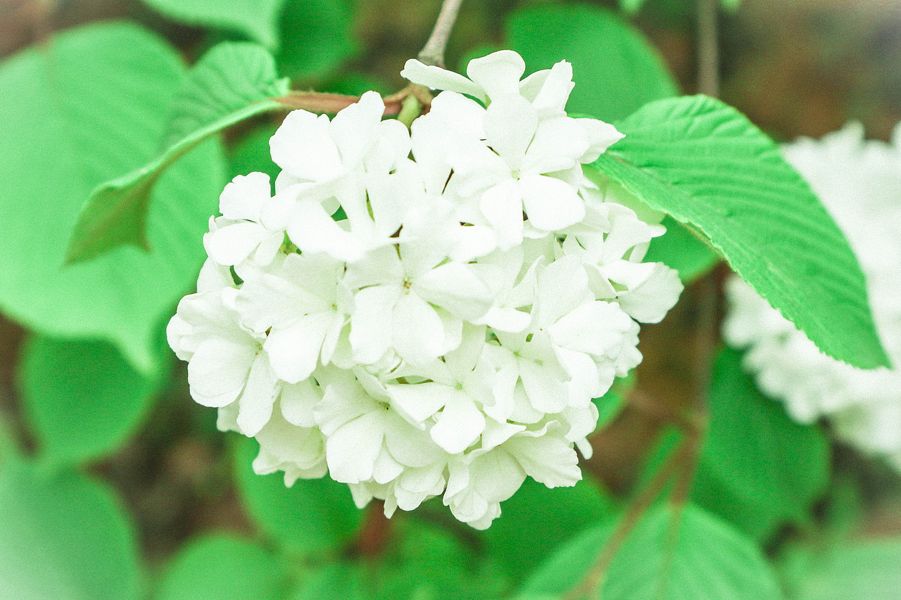 荚蒾花 木绣球 总是 好好看啊