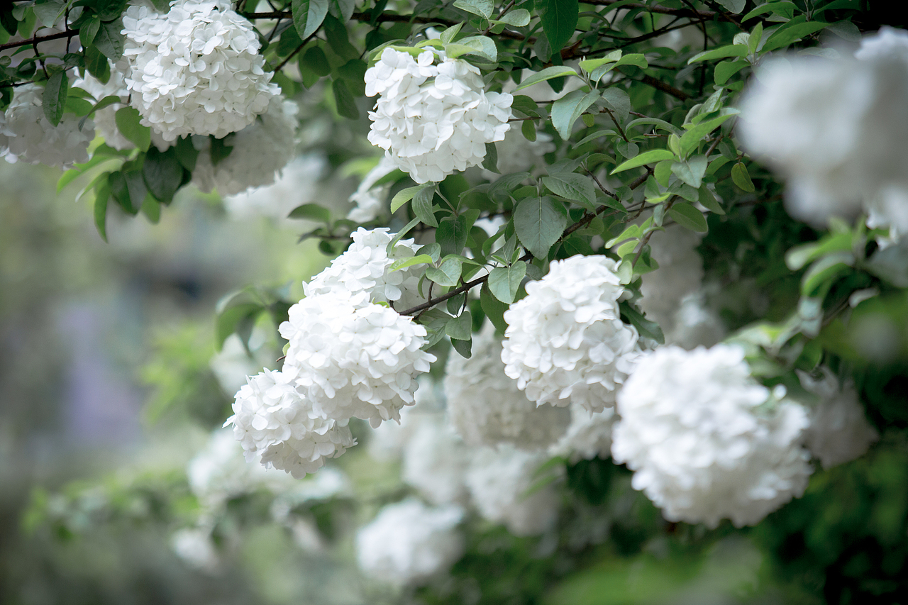 PURE WHITE（图ZNDYyNjY2ODg=） - 风光摄影 - 站酷设计师浮沉流星原创素材 - 站酷ZCOOL