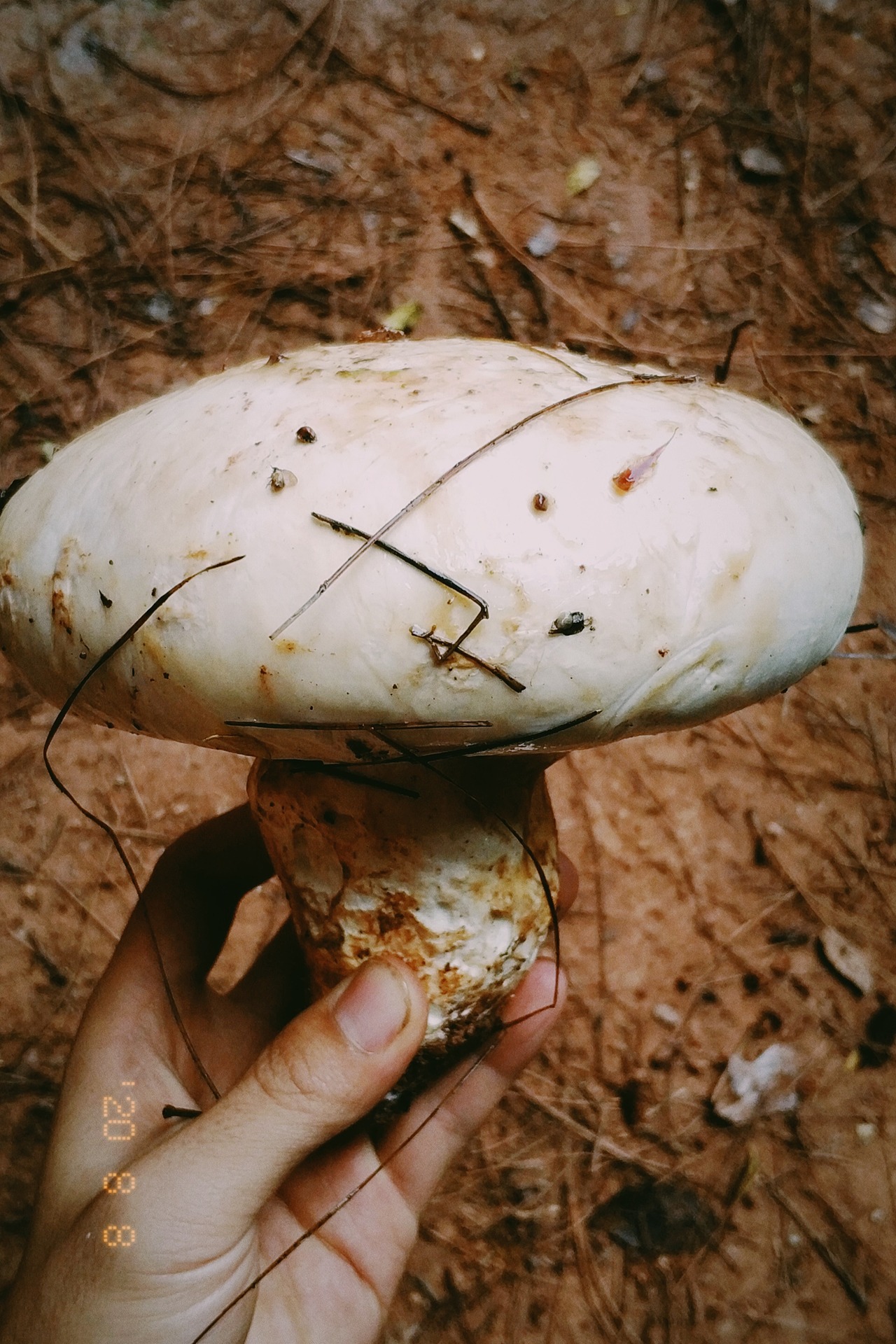 云南野生菌随拍