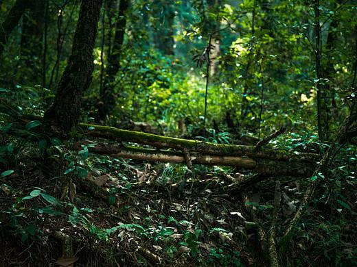 云南春城 早晨的小景  真的很让人陶醉啊