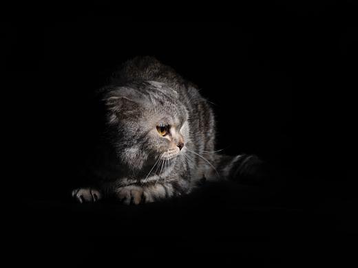 她，她的喵（個人主頁-ZMjUwNzM2MjA=） - 寵物攝影 - 站酷設計師李屹倬原創(chuàng)素材 - 站酷ZCOOL