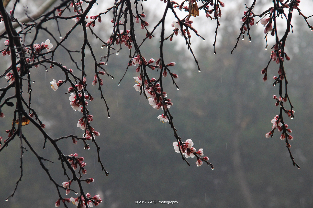 《 春雨贵如油 三月杏花来 》