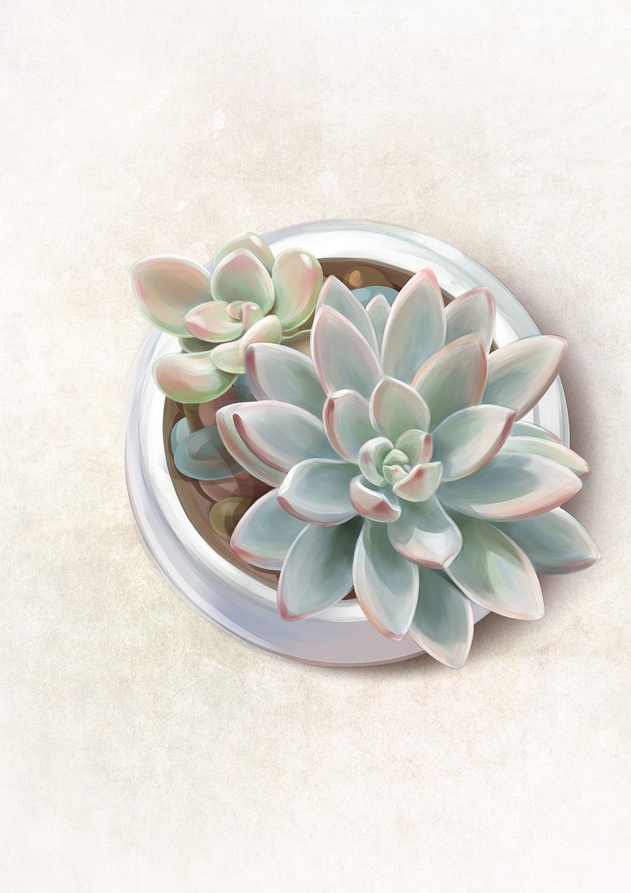小清新 多肉植物插画