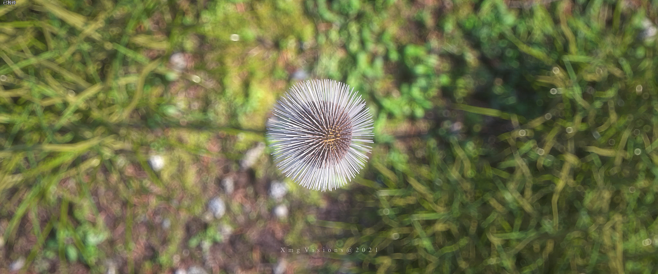 蒲公英生长动画