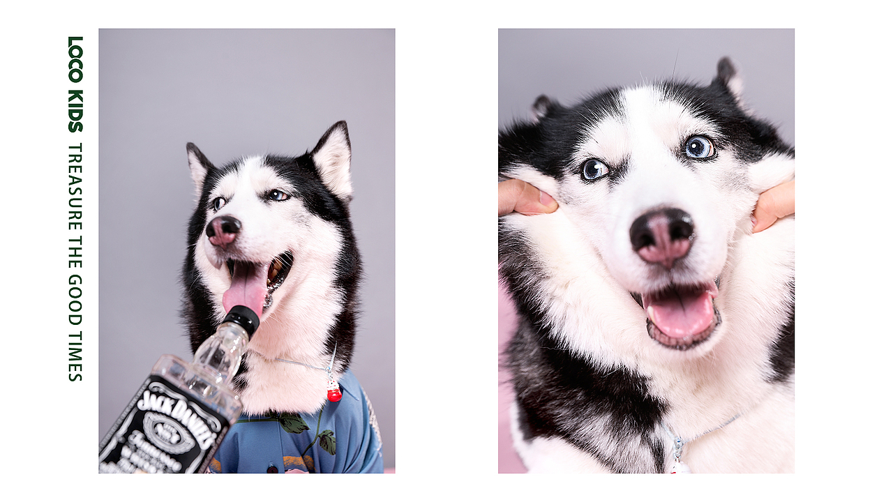 宠物摄影（图ZMTgwMjczODE2） - 宠物摄影 - 站酷设计师记不住名字的名字原创素材 - 站酷ZCOOL