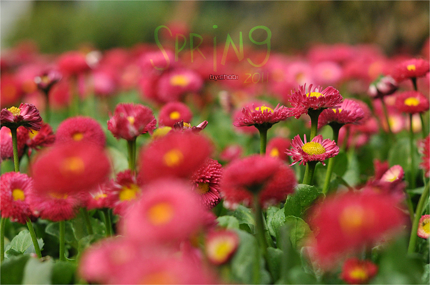 春天的随便乱照（图ZMjk5MjU4OA==） - 风光摄影 - 站酷设计师chobi原创素材 - 站酷ZCOOL