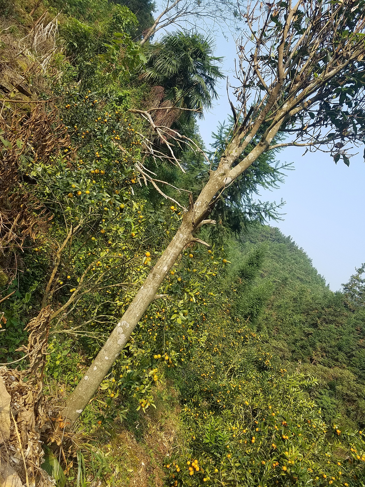 老男人果品融安金桔