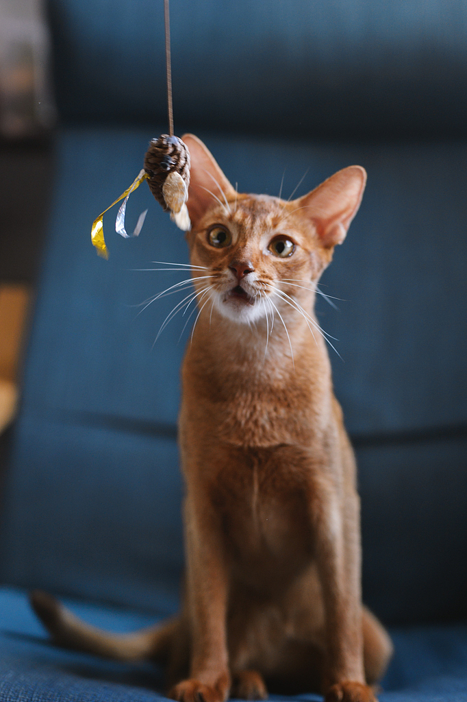 【均木纪实宠物摄影】 独特的喵星人--阿比西尼亚猫（图ZMTQ2MjU5MTY0） - 宠物摄影 - 站酷设计师均木纪实宠物摄影原创素材 - 站酷ZCOOL