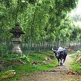 夏默_XiaMo的头像