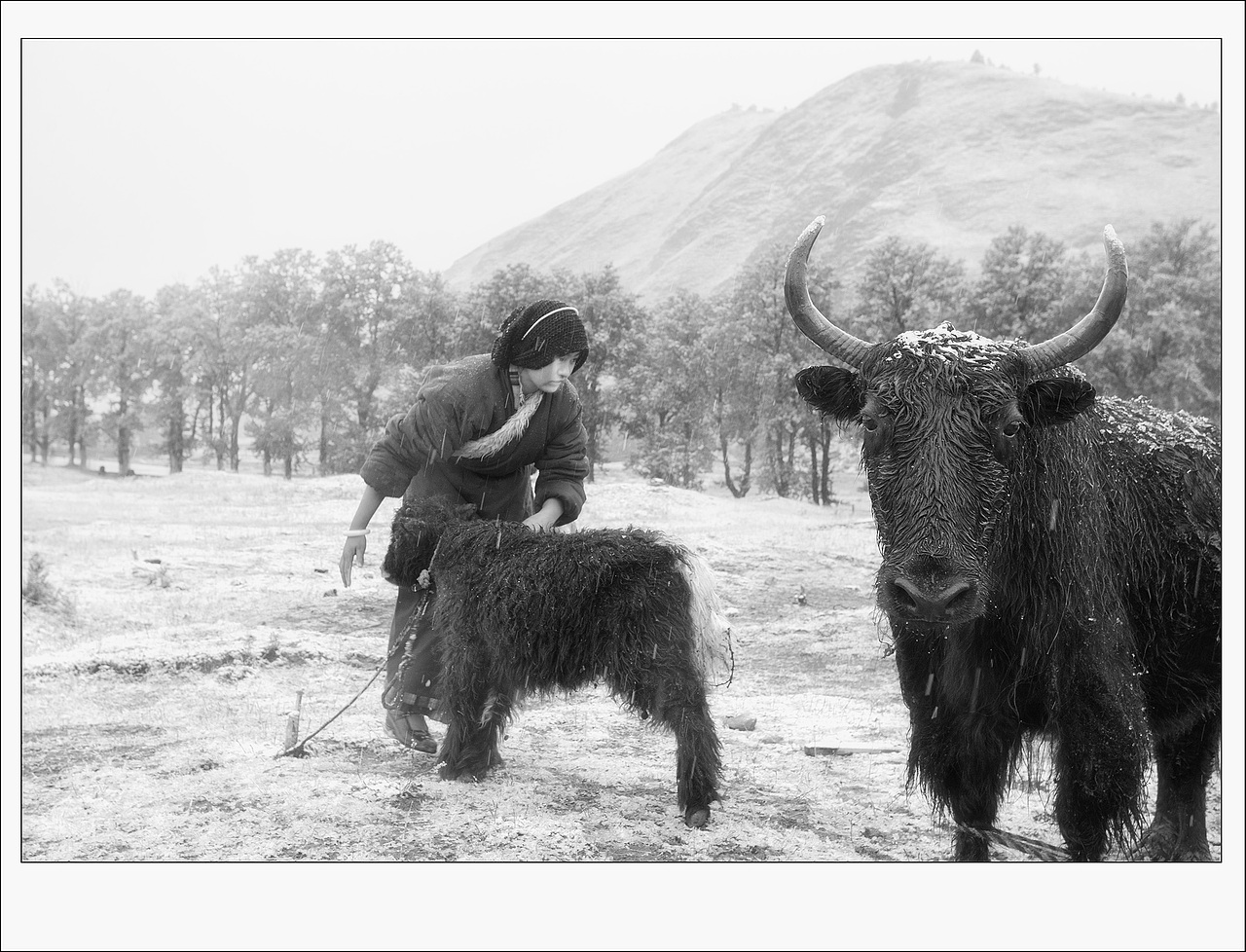 美丽的格桑花（图ZNjQwNDM2ODQ=） - 人文/纪实摄影 - 站酷设计师雨萌1994原创素材 - 站酷ZCOOL