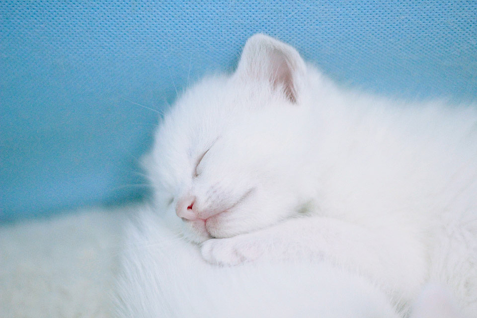 我和我的喵呜们（二）（图ZMTkzMzE4MzY=） - 宠物摄影 - 站酷设计师喵呜不停原创素材 - 站酷ZCOOL