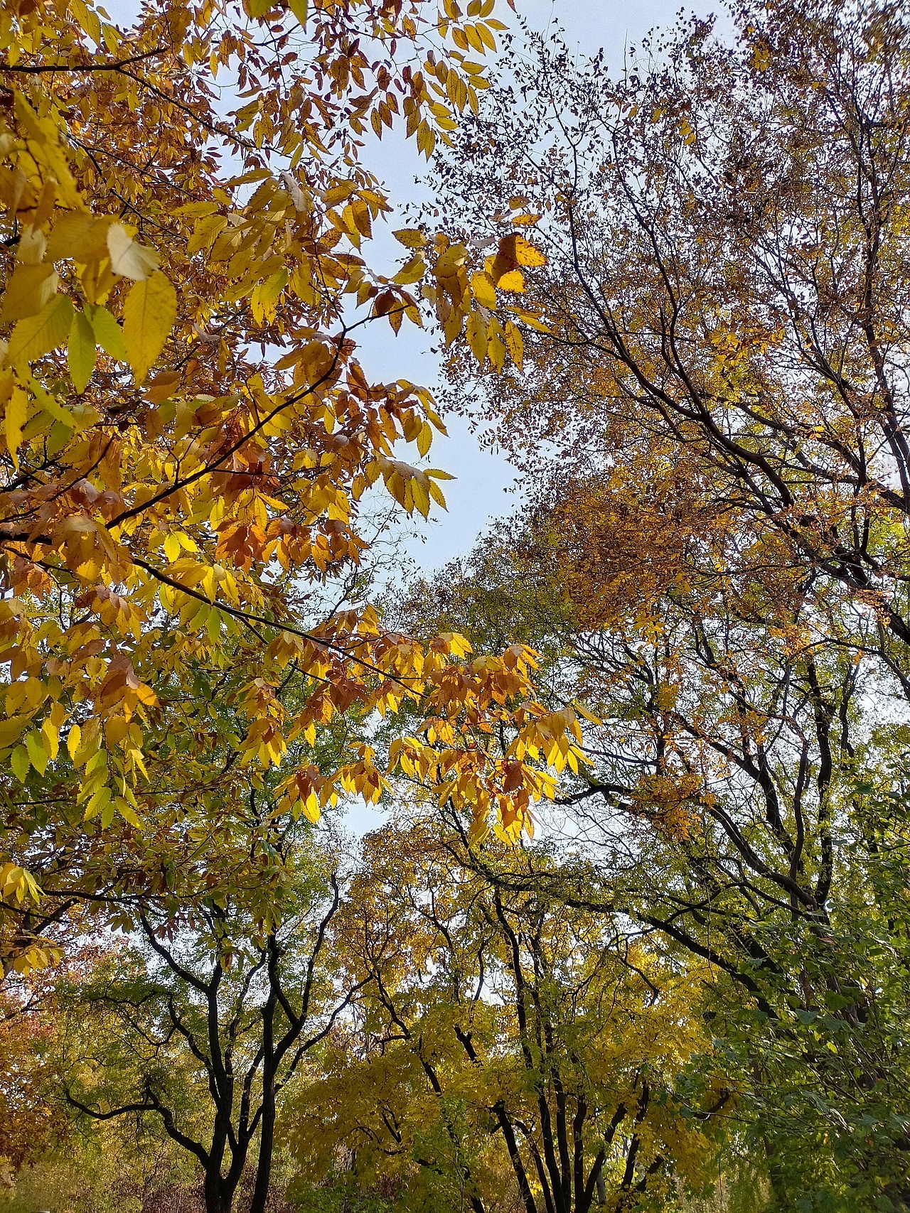 满城尽带黄金甲🍁