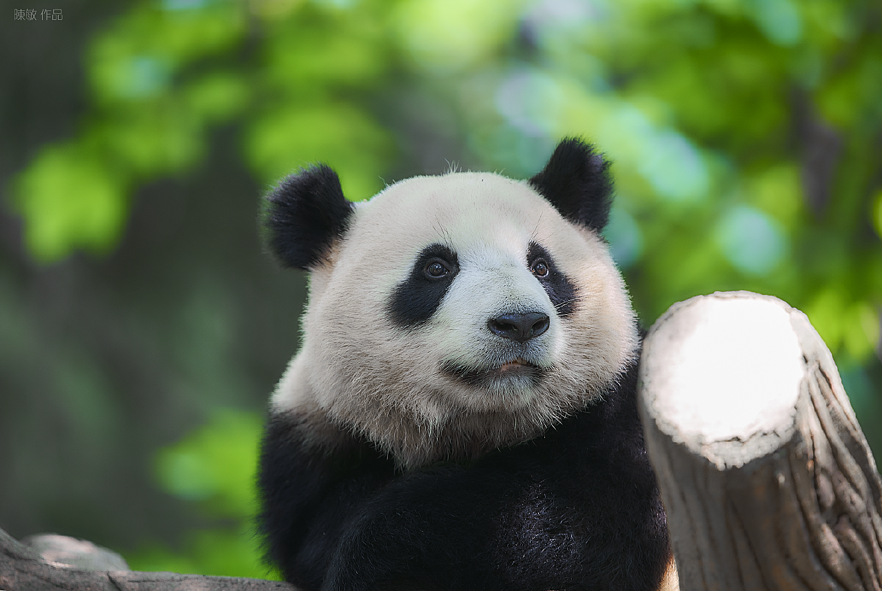 国宝传奇：大熊猫从雅安走向世界--四川经济日报