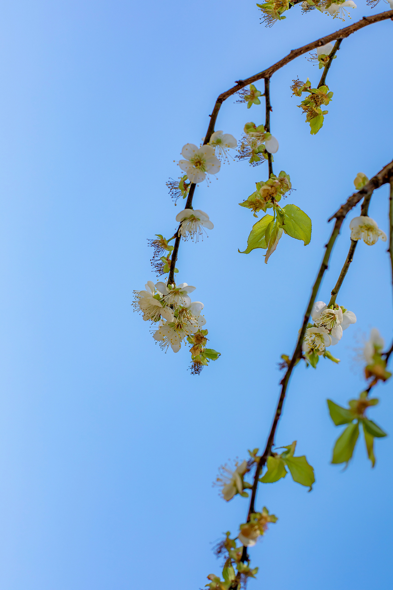 永泰文埕湾赏梅（图ZMTkyNjE2NDI4） - 风光摄影 - 站酷设计师木易同楊原创素材 - 站酷ZCOOL