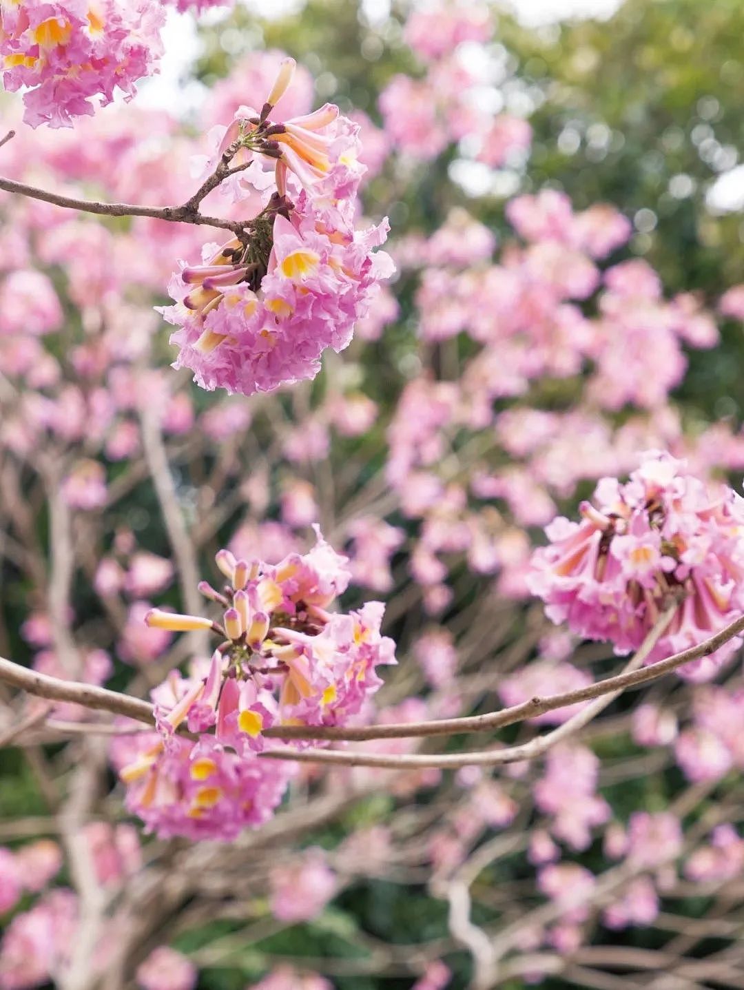 不愧是花城!广州浪漫花海又上新啦