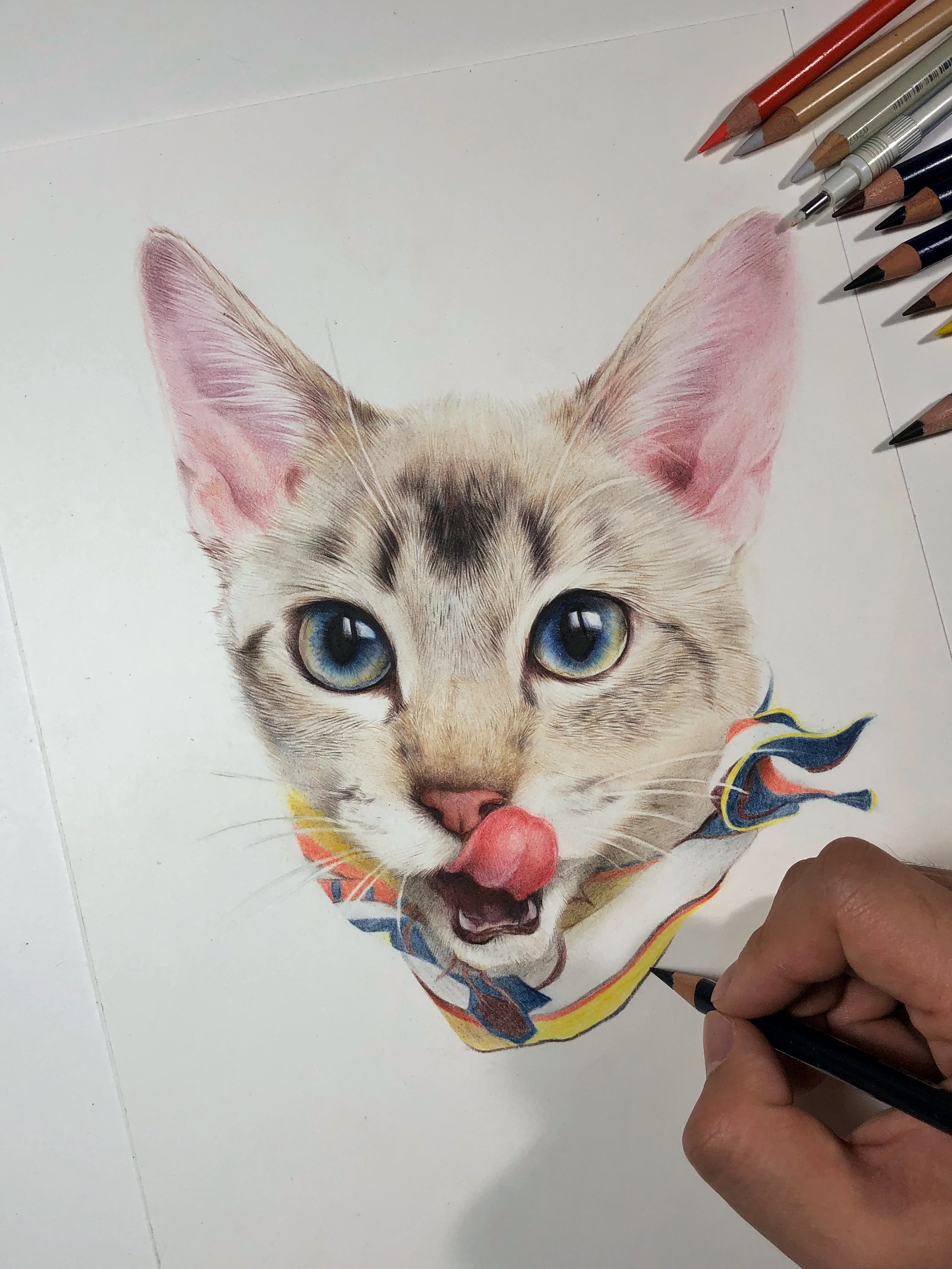 虎斑暹罗|纯艺术|彩铅|王俊宇monkey - 原创作品 - 站酷 (zcool)