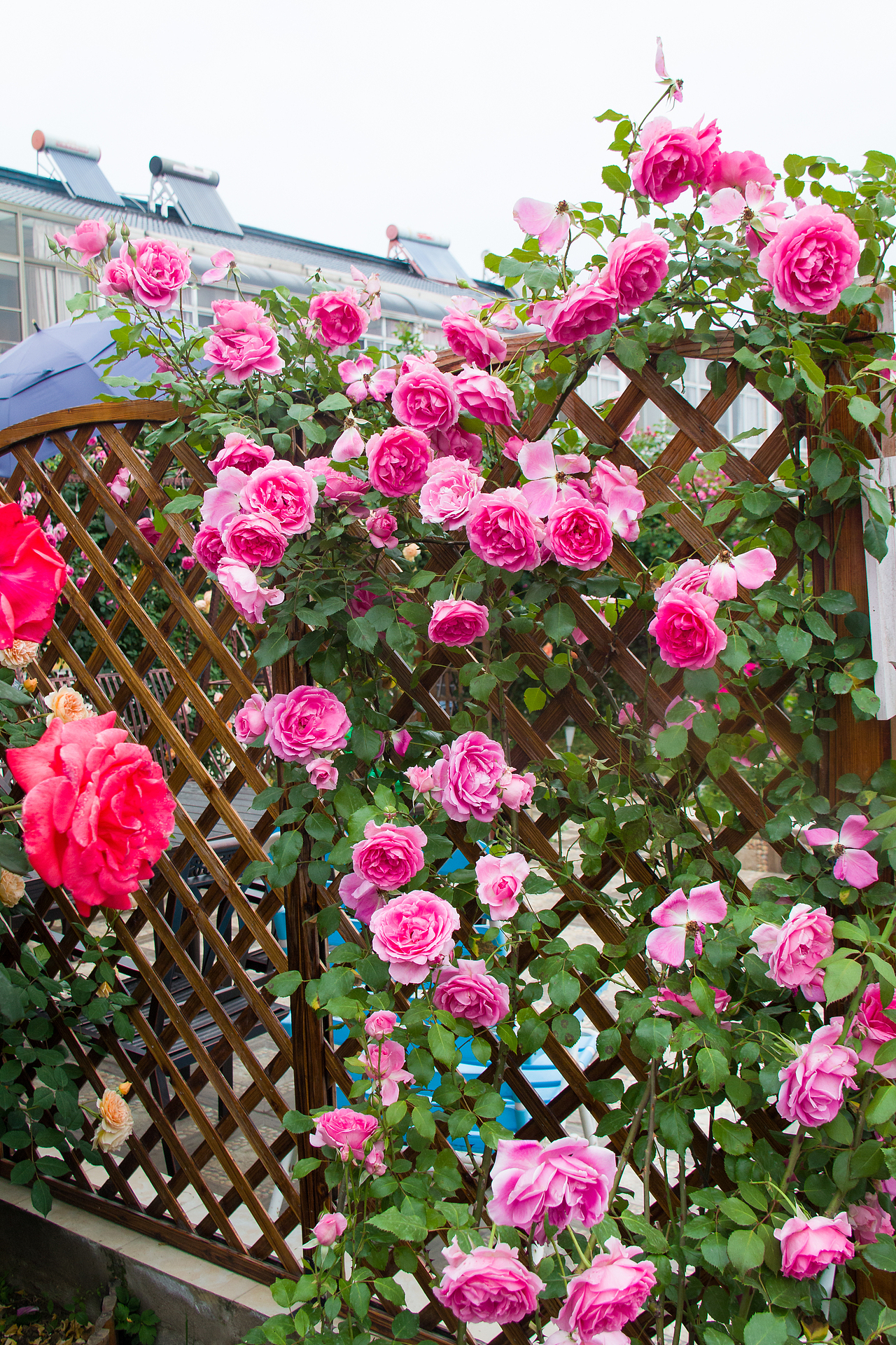 最美私家花园：月季花开的季节，可盐可甜！（图ZMjA4NTQ1OTU2） - 产品摄影 - 站酷设计师静水流深1206原创素材 - 站酷ZCOOL