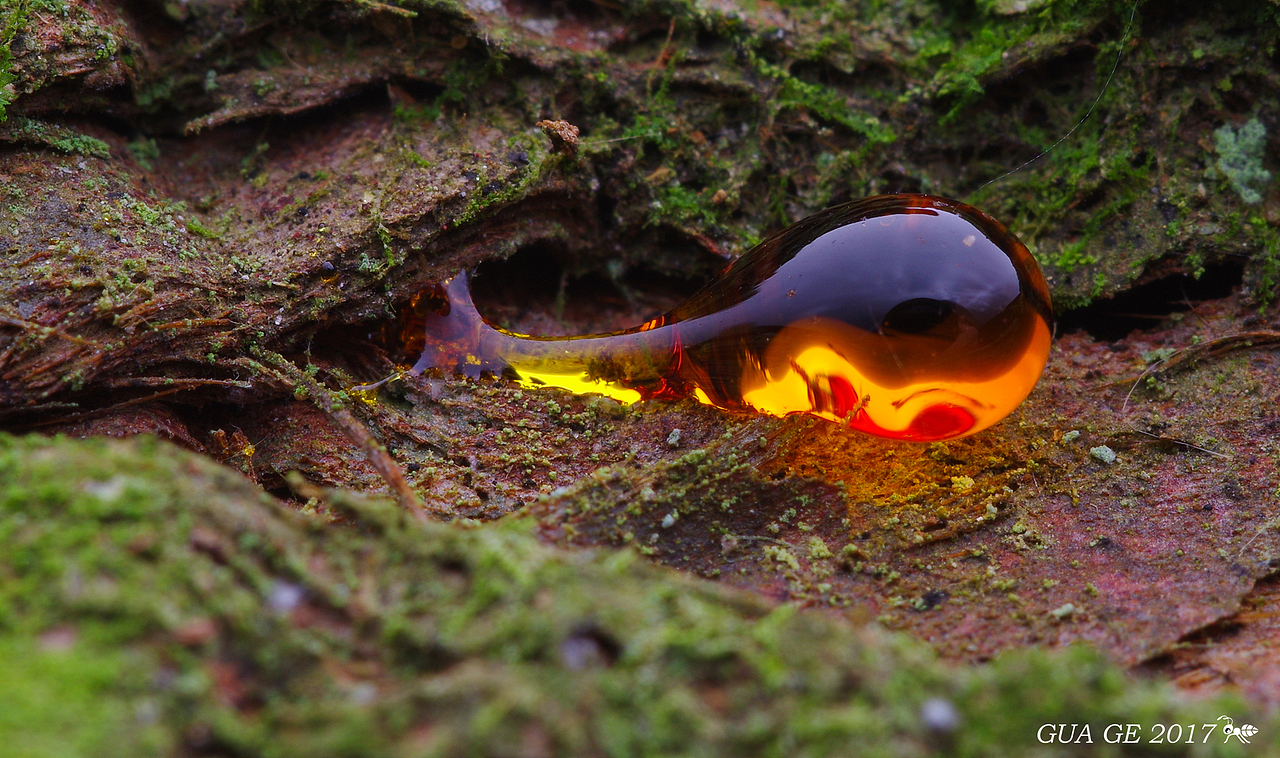 瓜哥生态篇-微距的魅力无处不在（图ZODY0NTM5ODQ=） - 风光摄影 - 站酷设计师瓜哥微距摄影原创素材 - 站酷ZCOOL