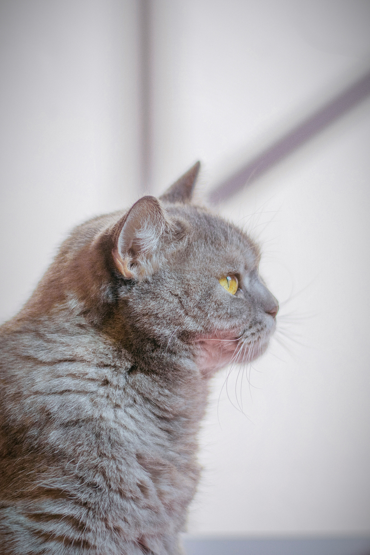 猫（图ZMzMwMTA4NTYw） - 宠物摄影 - 站酷设计师啊莫是啊莫啦原创素材 - 站酷ZCOOL