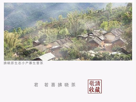 拂晓茶--小户寨生普茶