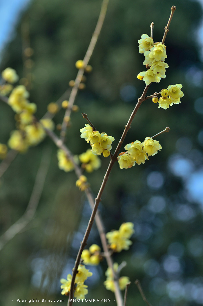 腊梅花开——开封禹王台公园