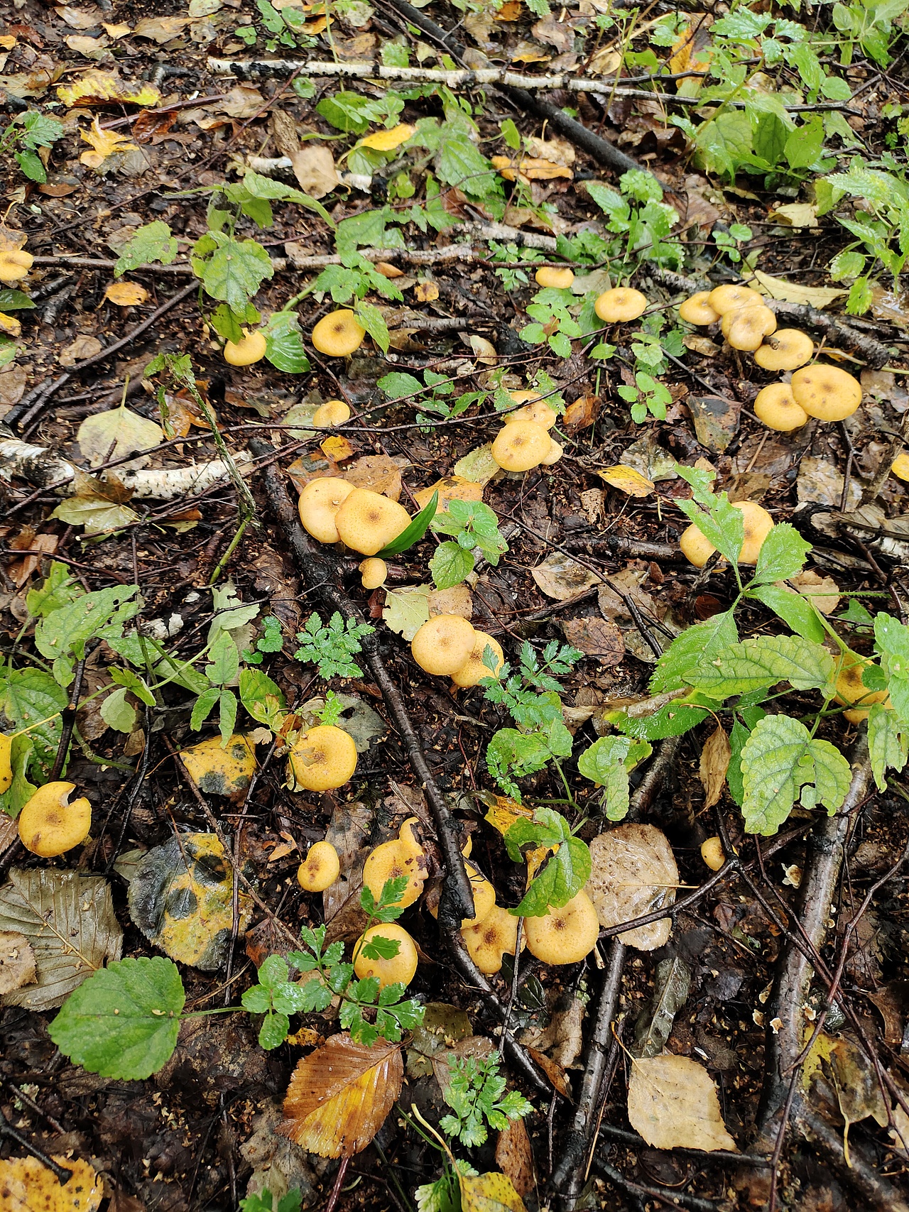 东北野生榛蘑菇