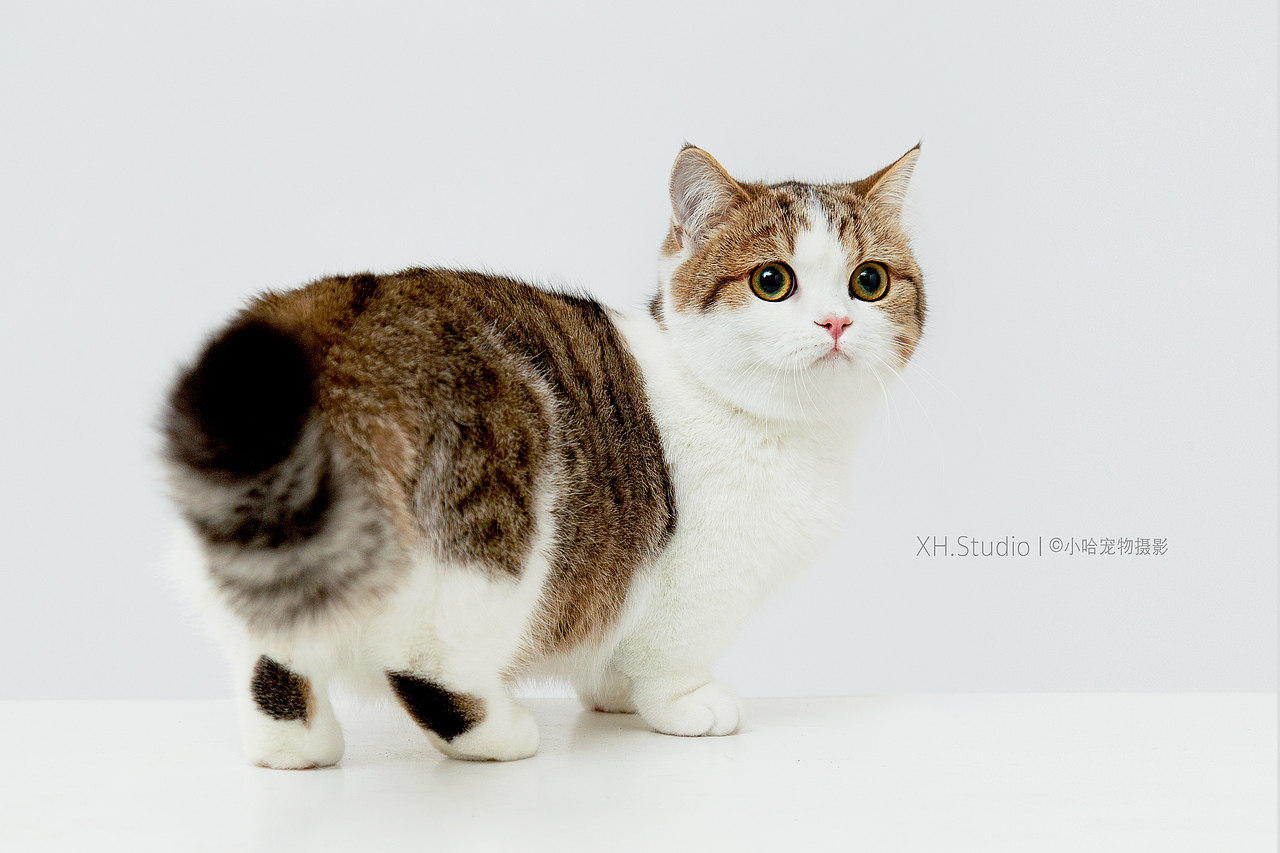 合集五【小哈宠物摄影】（图ZMjQ5MDY0MzYw） - 宠物摄影 - 站酷设计师小哈_ZwQ原创素材 - 站酷ZCOOL
