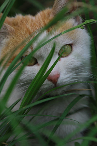 【摄影】那些它－猫－蝶－花（图ZNTkwNDc0MA==） - 风光摄影 - 站酷设计师naza原创素材 - 站酷ZCOOL