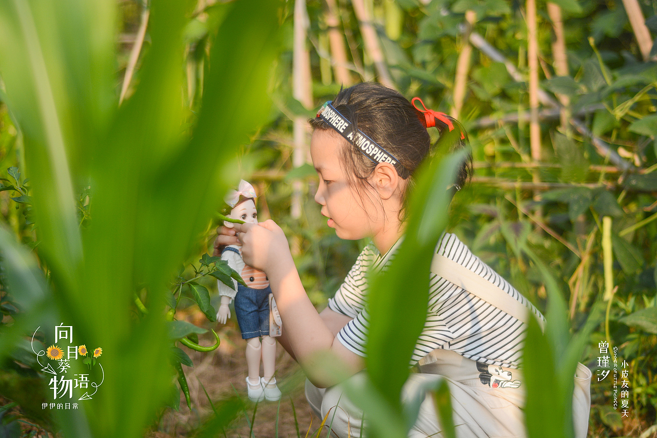 夏日炎炎 ,葵花超甜