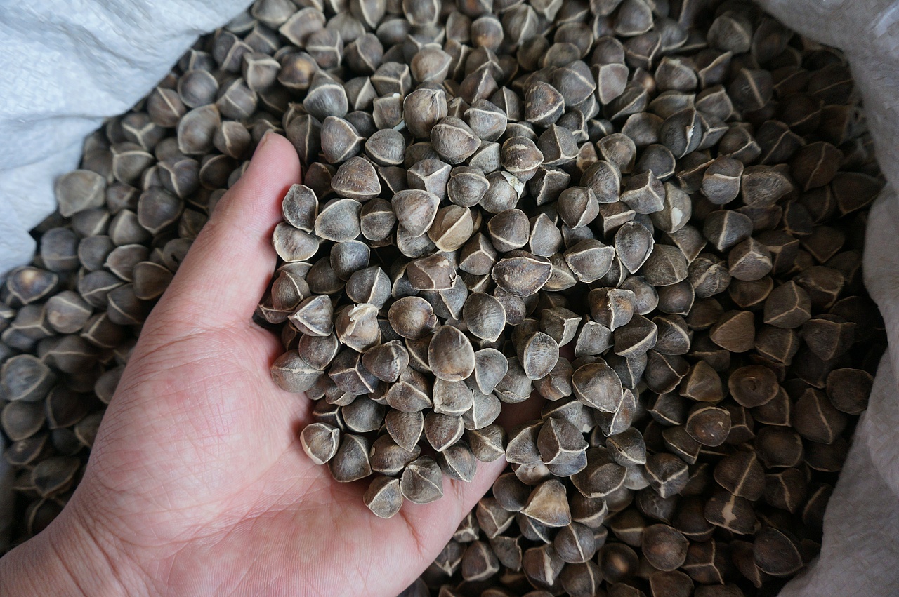 云南满泽辣木籽黑大颗粒图片印度辣木籽