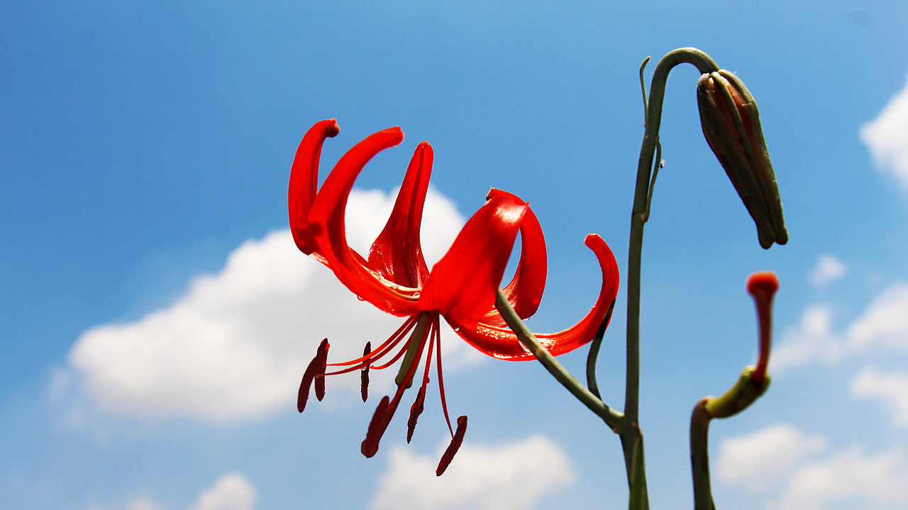 子长县高柏山:山丹丹花开红艳艳