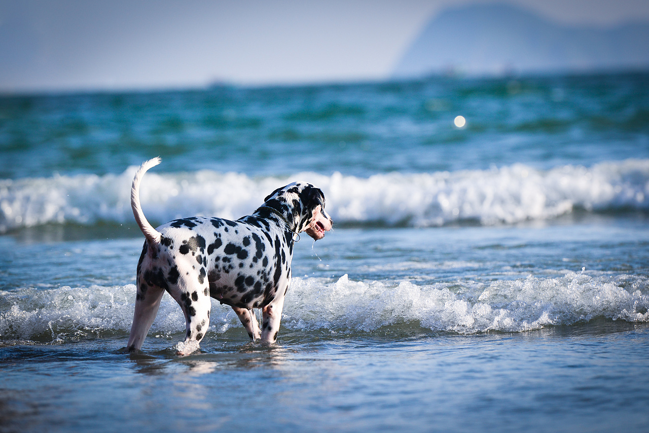 澳门黑沙海滩狗狗照|摄影|动物|陈笑雨_chrIs - 原创作品 - 站酷 (ZCOOL)