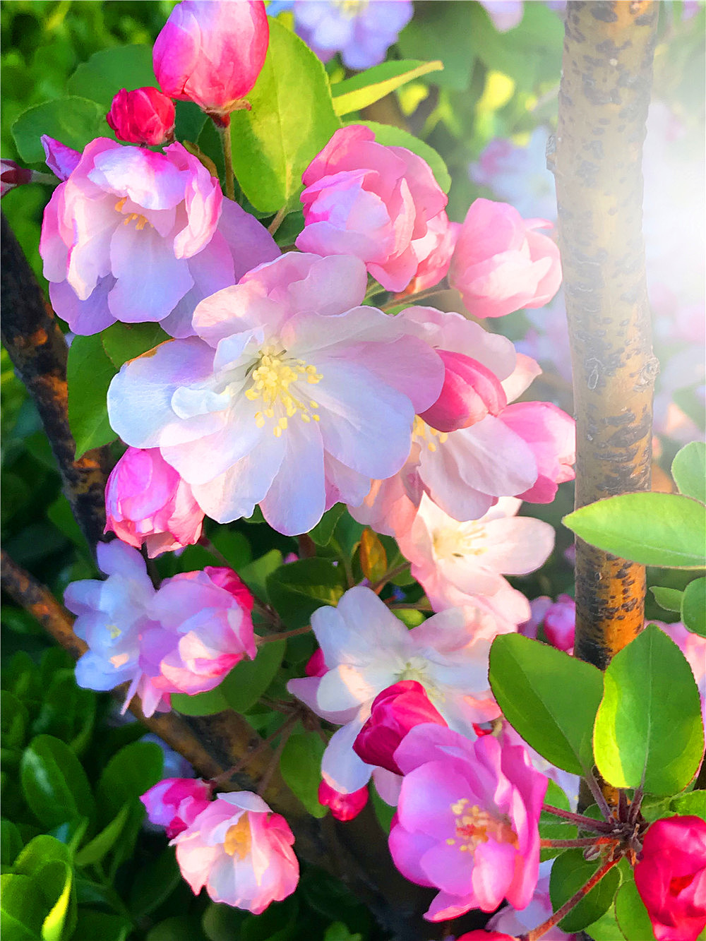 刘勇良手机纪实摄影盛开的海棠花