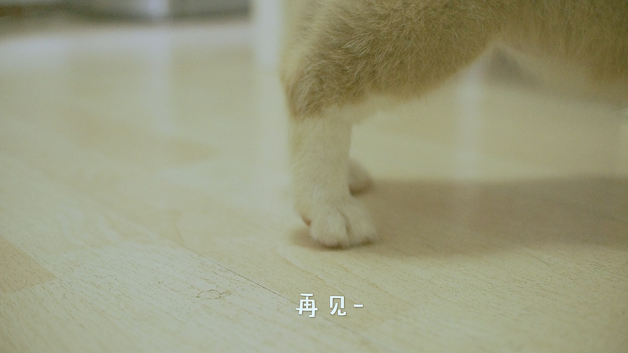 花仔（图ZNTYxOTM1MzI=） - 宠物摄影 - 站酷设计师seasonjune原创素材 - 站酷ZCOOL