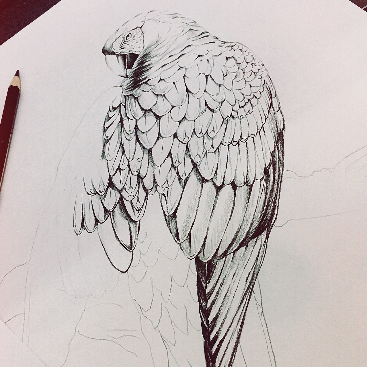 《五彩金刚鹦鹉》