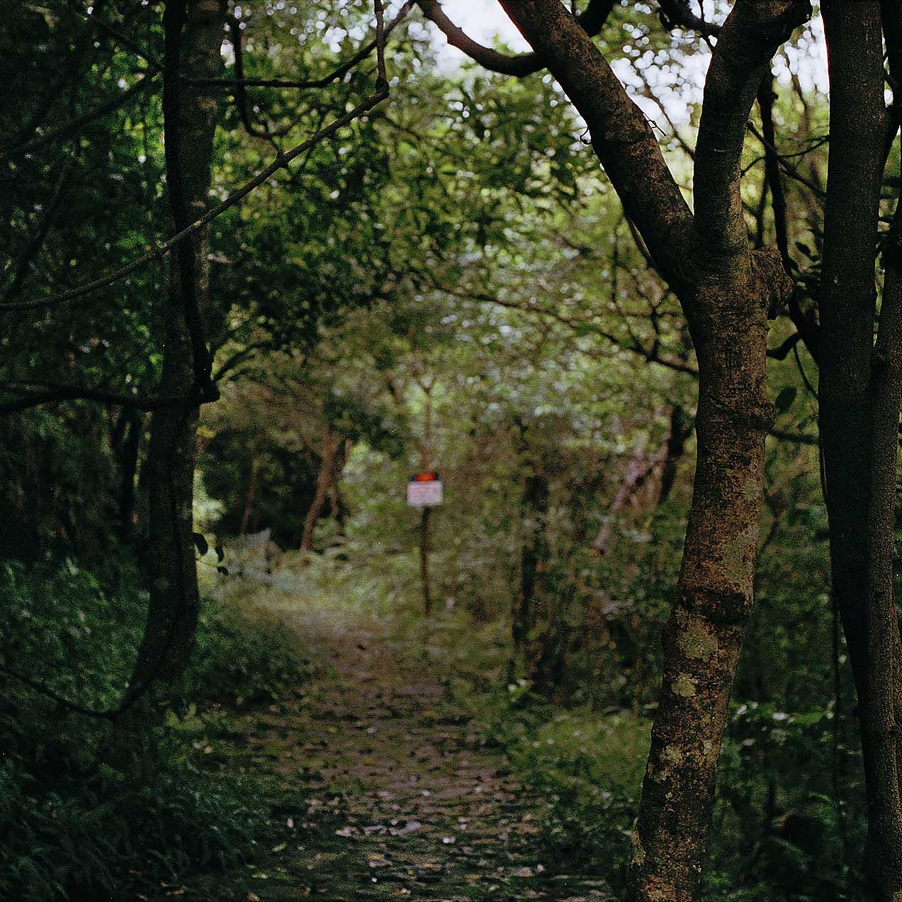 菲林植物图鉴（图ZMTMyMTg3NTM2） - 人像摄影 - 站酷设计师Chotsins原创素材 - 站酷ZCOOL